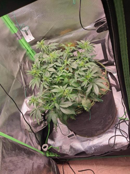 Sticky Broccoli - Eternity Grow Cup 26. Week 5