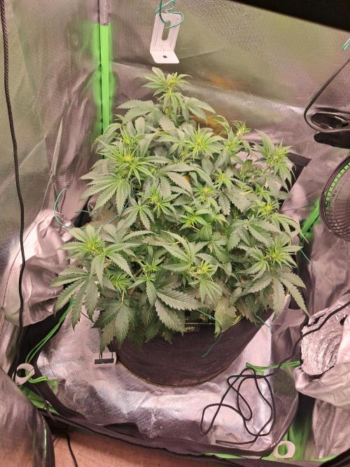Sticky Broccoli - Eternity Grow Cup 26. Week 5