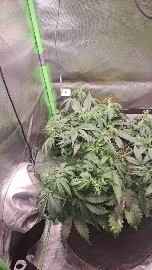 Sticky Broccoli - Eternity Grow Cup 26