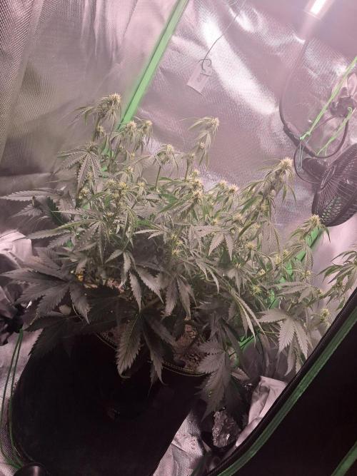 Sticky Broccoli - Eternity Grow Cup 26. Week 6