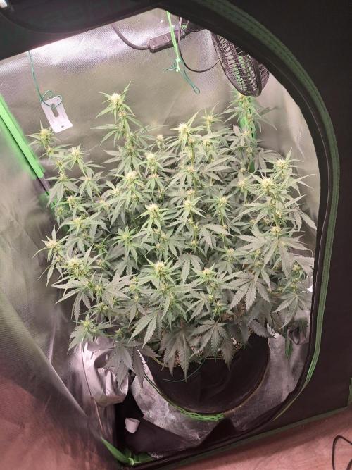 Sticky Broccoli - Eternity Grow Cup 26. Week 6