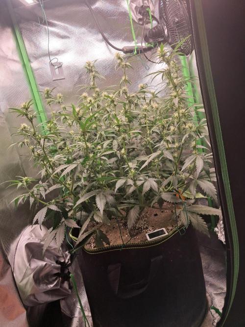 Sticky Broccoli - Eternity Grow Cup 26. Week 6