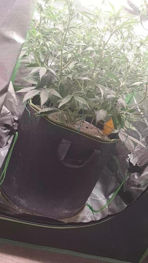 Sticky Broccoli - Eternity Grow Cup 26