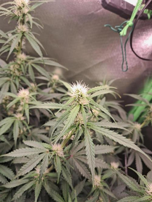 Sticky Broccoli - Eternity Grow Cup 26. Week 6
