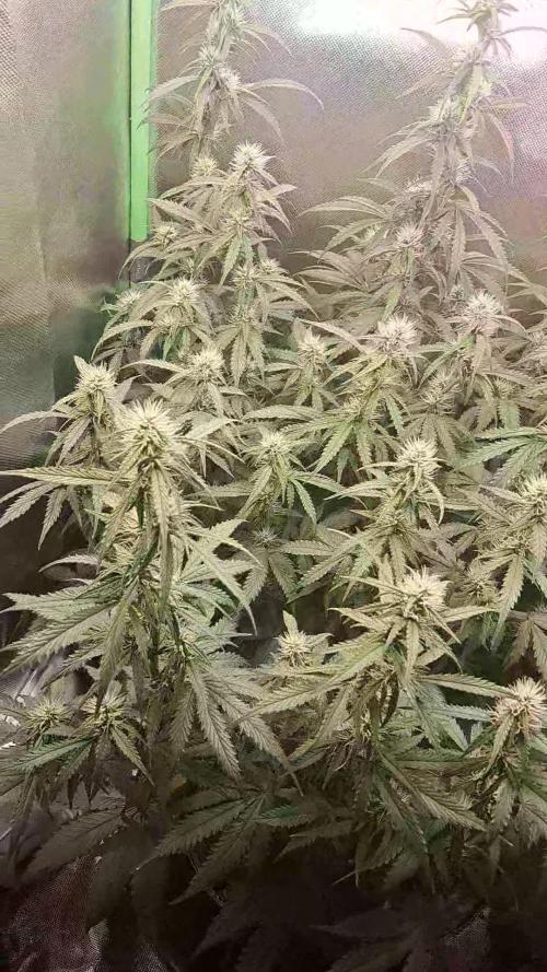 Sticky Broccoli - Eternity Grow Cup 26