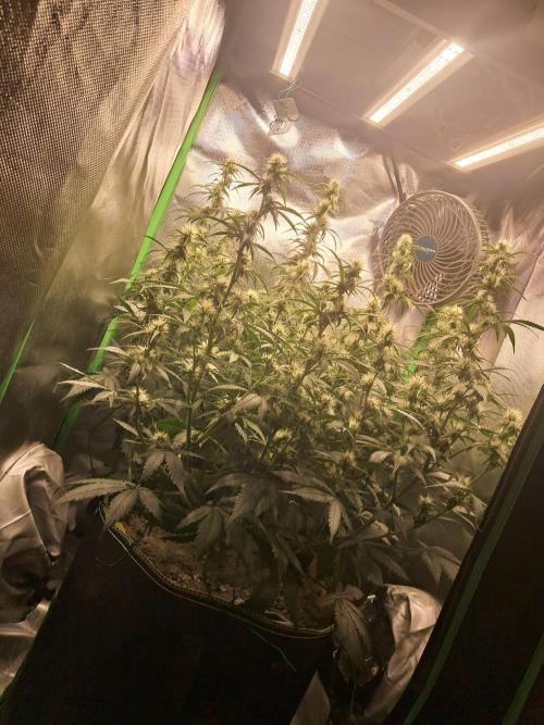 Sticky Broccoli - Eternity Grow Cup 26. Week 7