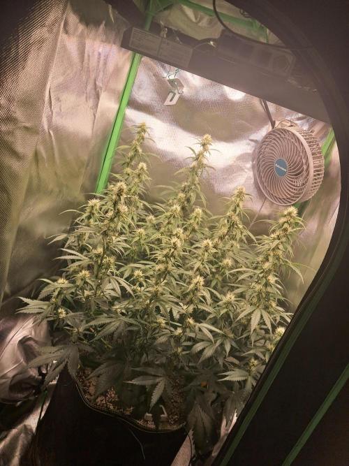 Sticky Broccoli - Eternity Grow Cup 26. Week 7