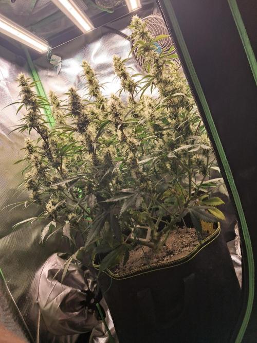 Sticky Broccoli - Eternity Grow Cup 26. Week 8