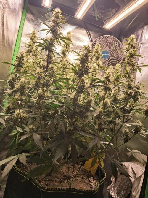 Sticky Broccoli - Eternity Grow Cup 26. Week 8