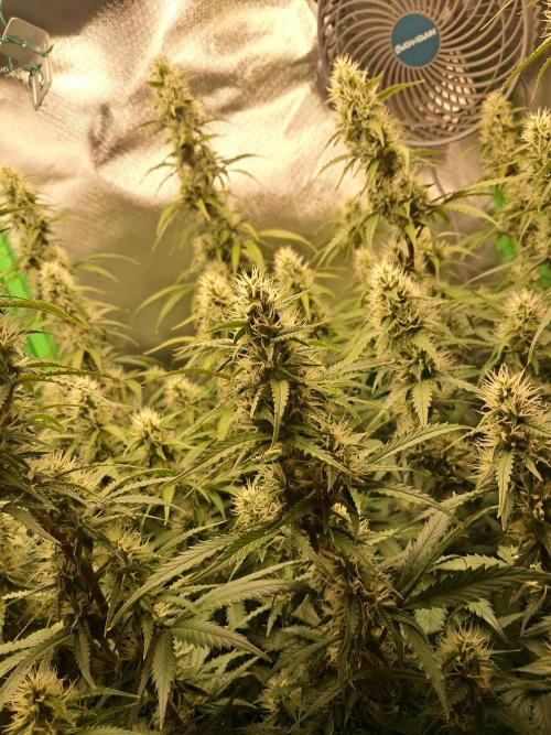 Sticky Broccoli - Eternity Grow Cup 26. Week 8