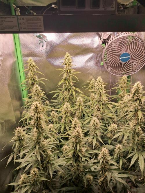 Sticky Broccoli - Eternity Grow Cup 26. Week 8