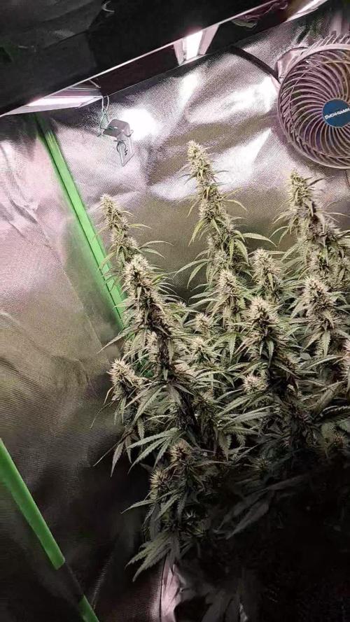 Sticky Broccoli - Eternity Grow Cup 26