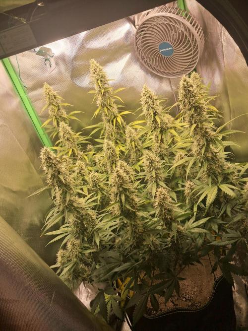 Sticky Broccoli - Eternity Grow Cup 26. Week 9