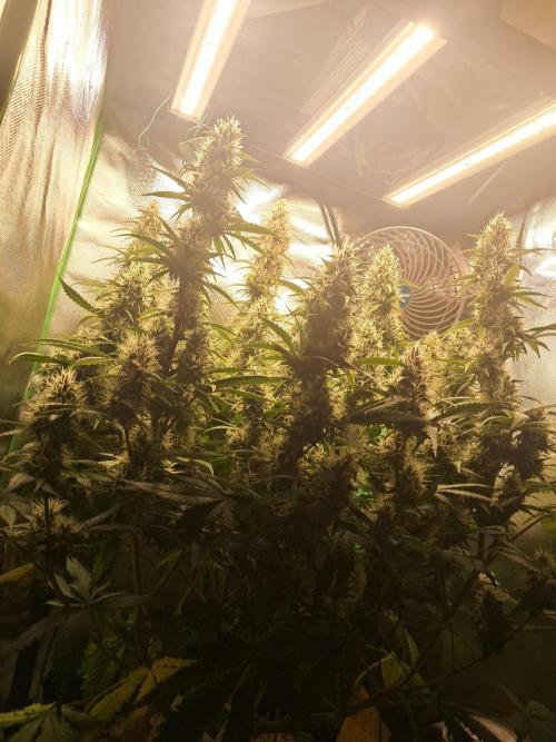 Sticky Broccoli - Eternity Grow Cup 26. Week 9