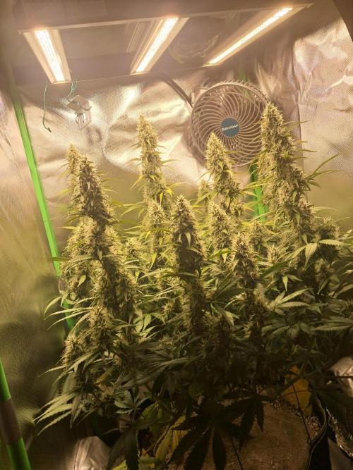 Sticky Broccoli - Eternity Grow Cup 26. Week 9