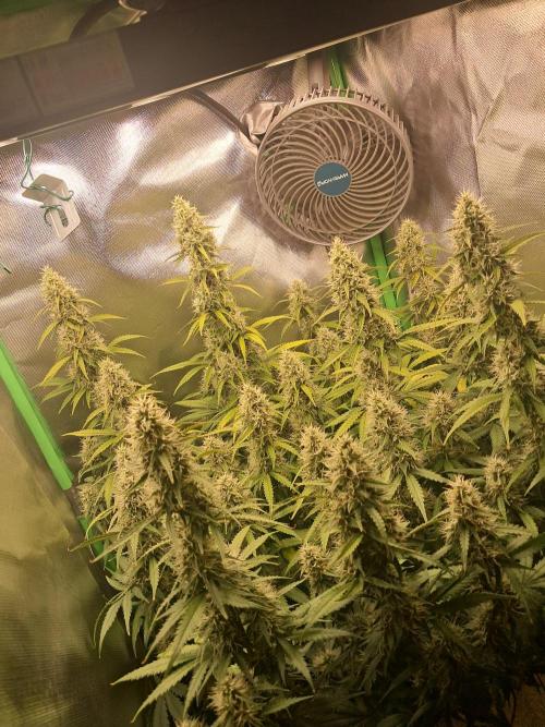 Sticky Broccoli - Eternity Grow Cup 26. Week 9