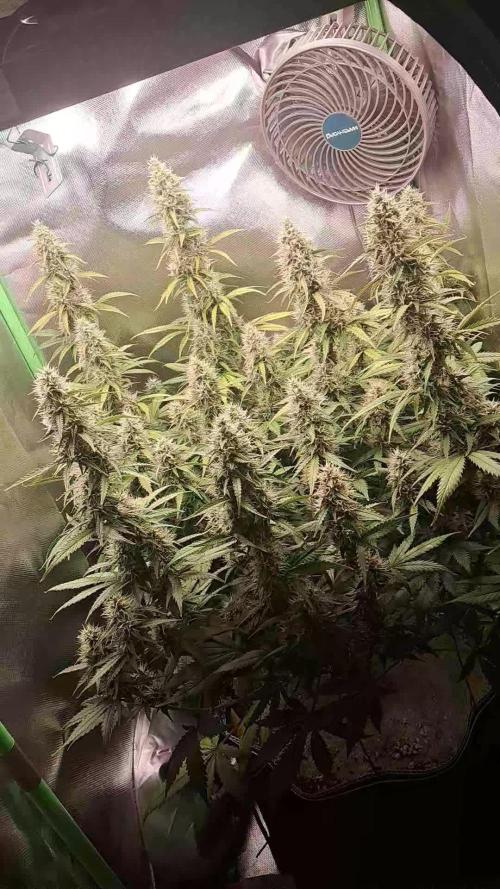 Sticky Broccoli - Eternity Grow Cup 26