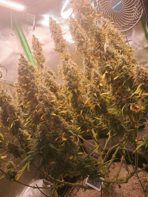 Sticky Broccoli - Eternity Grow Cup 26. Week 10