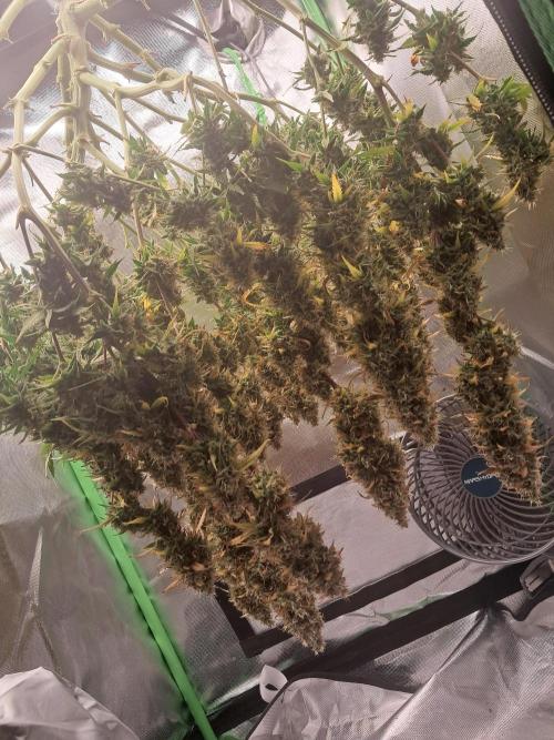 Sticky Broccoli - Eternity Grow Cup 26. Week 10