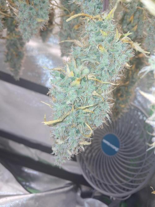 Sticky Broccoli - Eternity Grow Cup 26. Week 10