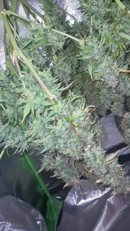 Sticky Broccoli - Eternity Grow Cup 26
