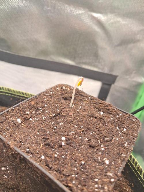 Dutch Passion Seed Company 🍊🐟🍇. Week 0