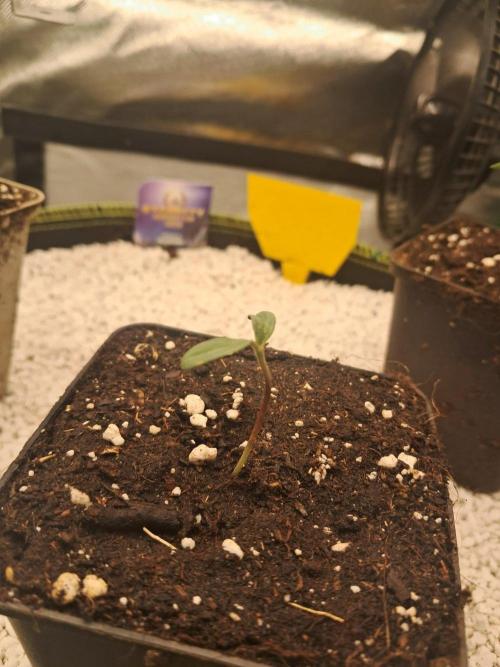 Dutch Passion Seed Company 🍊🐟🍇. Week 0