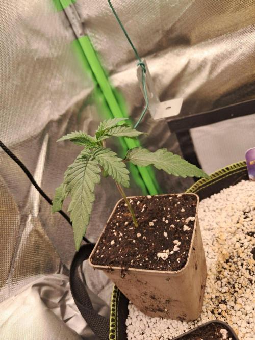 Dutch Passion Seed Company 🍊🐟🍇. Week 1