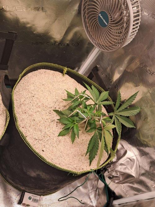 Dutch Passion Seed Company 🍊🐟🍇. Week 3