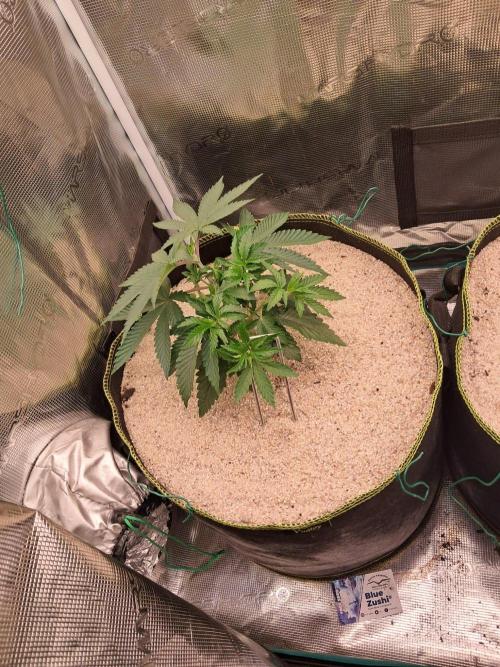 Dutch Passion Seed Company 🍊🐟🍇. Week 3