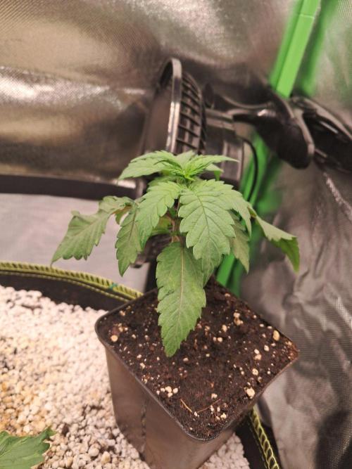 Dutch Passion Seed Company 🍊🐟🍇. Week 2