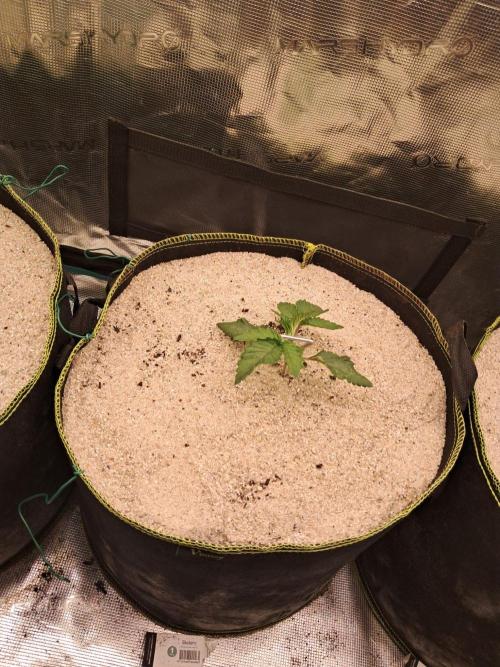 Dutch Passion Seed Company 🍊🐟🍇. Week 2