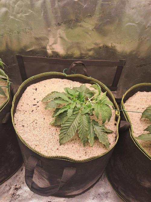 Dutch Passion Seed Company 🍊🐟🍇. Week 4