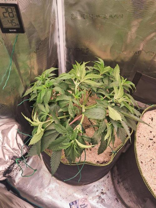 Dutch Passion Seed Company 🍊🐟🍇. Week 4