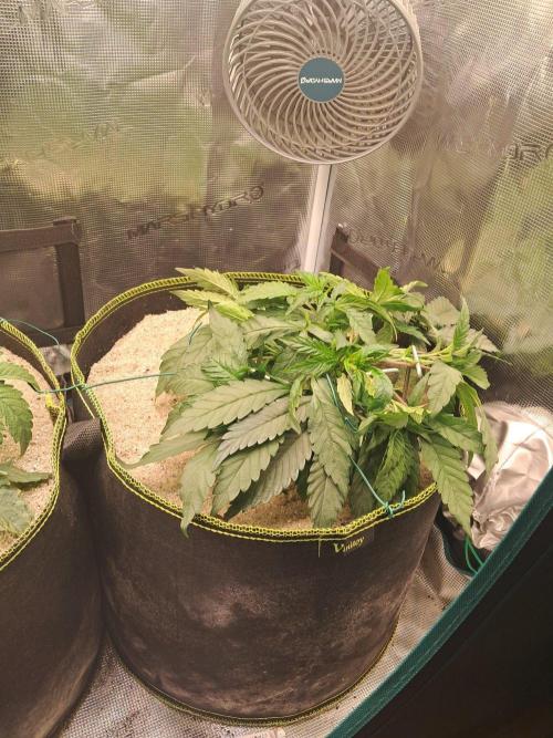Dutch Passion Seed Company 🍊🐟🍇. Week 4