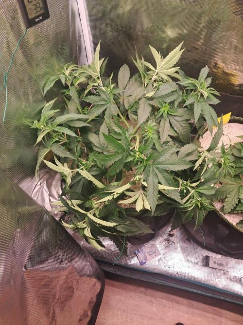 Dutch Passion Seed Company 🍊🐟🍇. Week 5