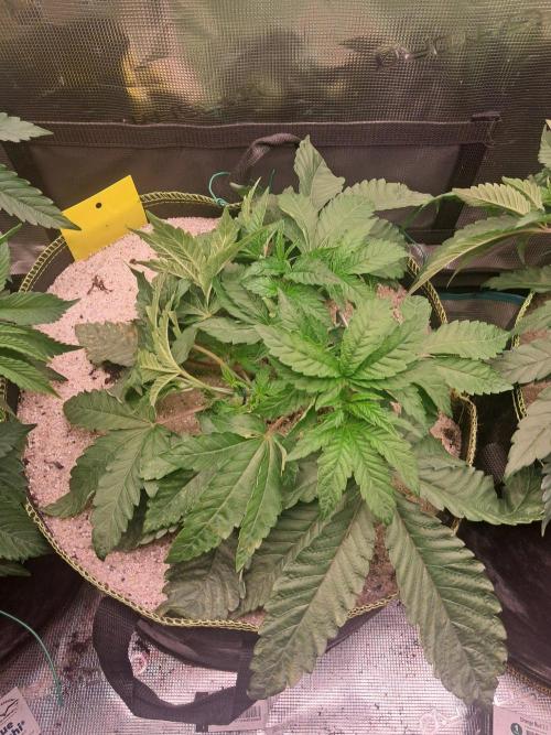 Dutch Passion Seed Company 🍊🐟🍇. Week 5