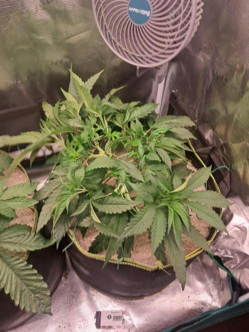 Dutch Passion Seed Company 🍊🐟🍇. Week 5