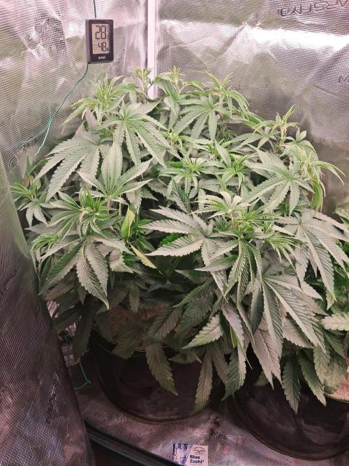 Dutch Passion Seed Company 🍊🐟🍇. Week 6