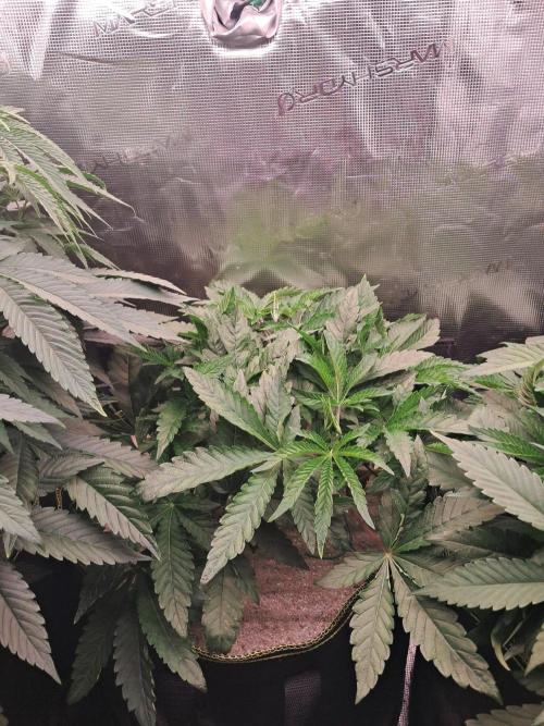 Dutch Passion Seed Company 🍊🐟🍇. Week 6