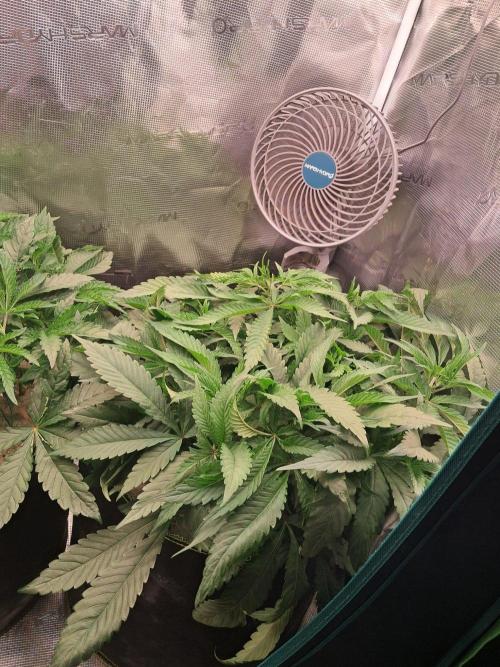 Dutch Passion Seed Company 🍊🐟🍇. Week 6