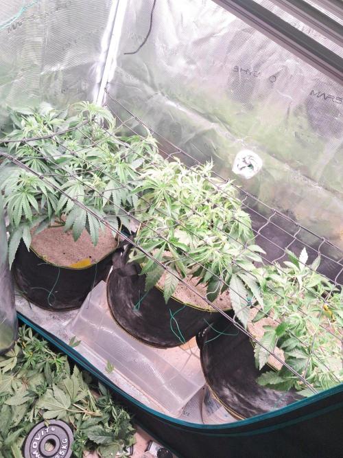 Dutch Passion Seed Company 🍊🐟🍇. Week 6