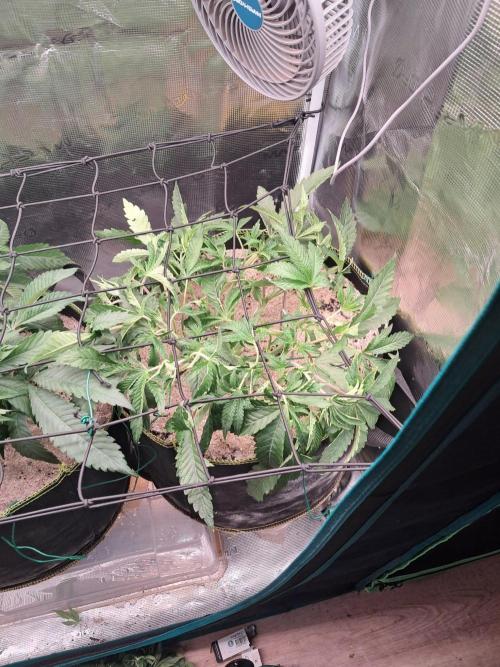 Dutch Passion Seed Company 🍊🐟🍇. Week 6