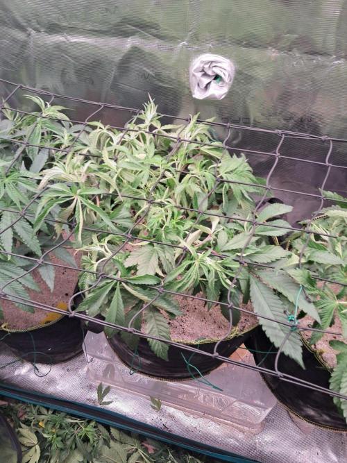 Dutch Passion Seed Company 🍊🐟🍇. Week 6