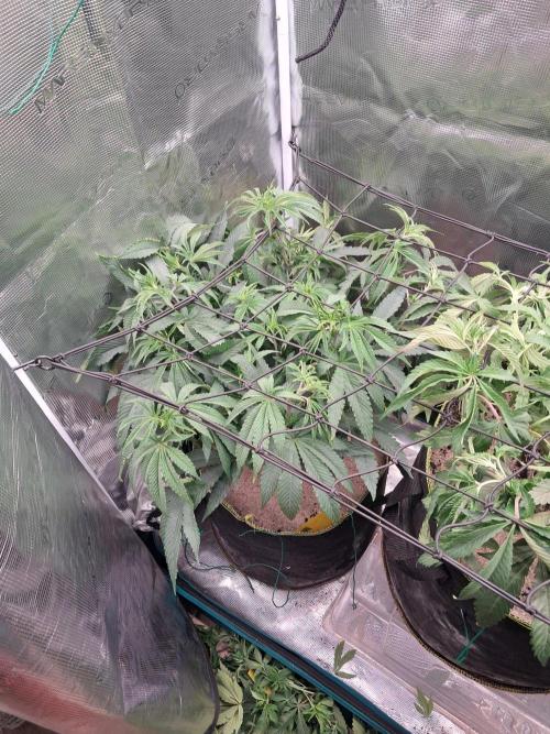 Dutch Passion Seed Company 🍊🐟🍇. Week 6