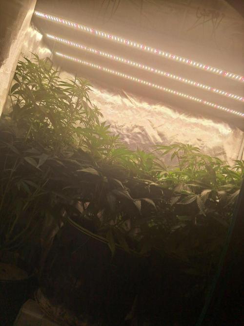 Dutch Passion Seed Company 🍊🐟🍇. Week 7