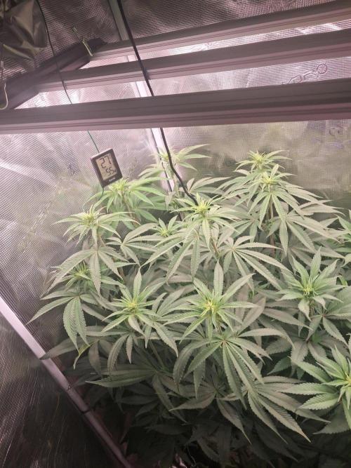 Dutch Passion Seed Company 🍊🐟🍇. Week 7
