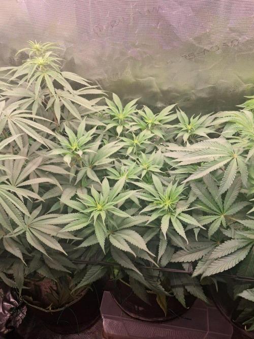 Dutch Passion Seed Company 🍊🐟🍇. Week 7
