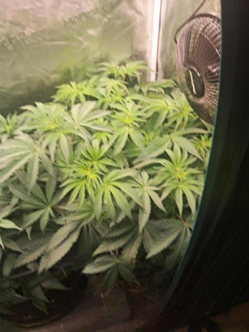 Dutch Passion Seed Company 🍊🐟🍇. Week 7