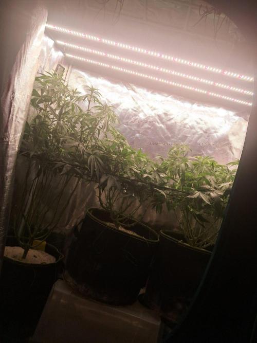 Dutch Passion Seed Company 🍊🐟🍇. Week 8